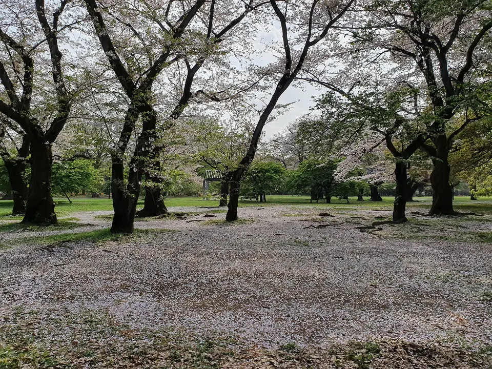 สวนโยโยงิ ย่านฮาราจูกุ