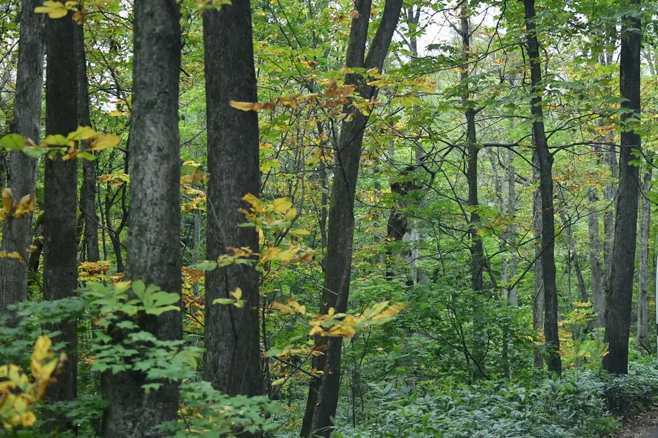 Autumn forest near Lake Towada in Aomori
