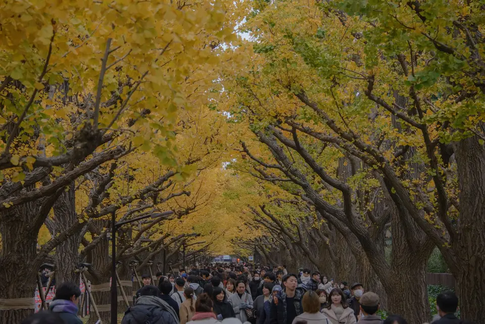 People walking under golden ginkgo trees in Tokyo