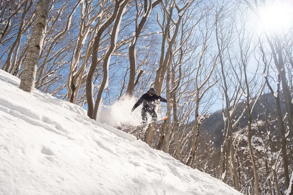 A snowboarder riding through powder among snowy trees