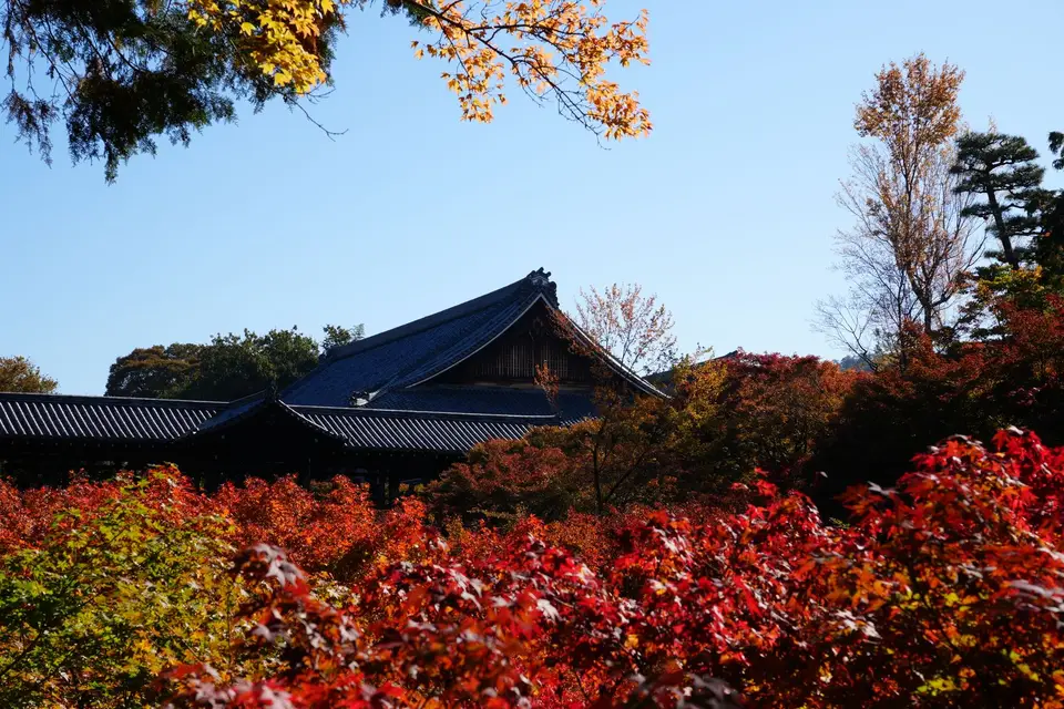 Red and orange maples around Tofukuji Temple in Kyoto
