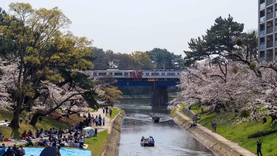 ผู้คนปิกนิกใต้ต้นซากุระริมคลอง มีรถไฟวิ่งผ่าน
