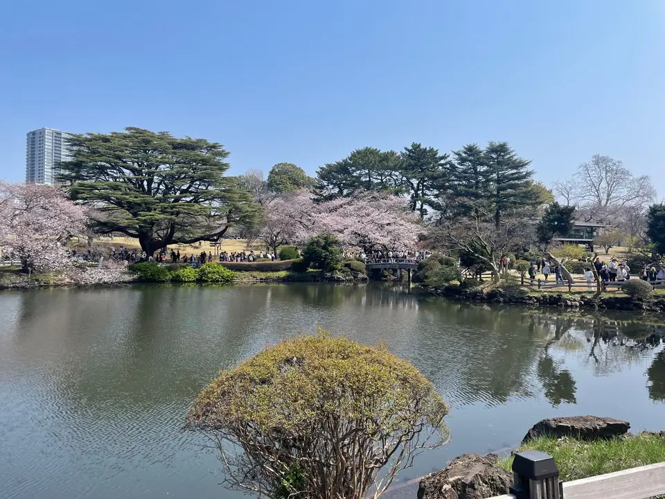 Cherry blossoms and the pond at Shinjuku Gyoen